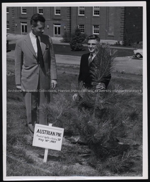 File:Encaenia tree planting.jpg